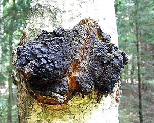 Sustainably Wild-Harvested Chaga (Dual-Extracted Fruiting Body)